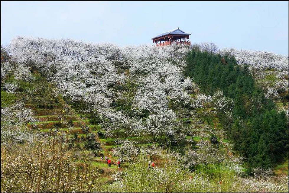 【春天，广西桂林灌阳县向您发出邀请！】我们在灌阳看梨花 - 游山玩水 - 铜川生活社区 - 铜川28生活网 tc.28life.net