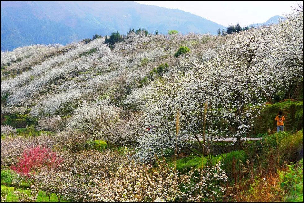 【春天，广西桂林灌阳县向您发出邀请！】我们在灌阳看梨花 - 游山玩水 - 铜川生活社区 - 铜川28生活网 tc.28life.net