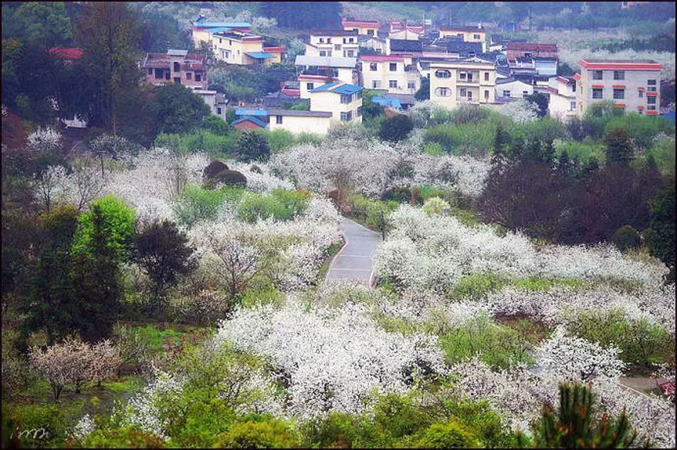 【春天，广西桂林灌阳县向您发出邀请！】我们在灌阳看梨花 - 游山玩水 - 铜川生活社区 - 铜川28生活网 tc.28life.net