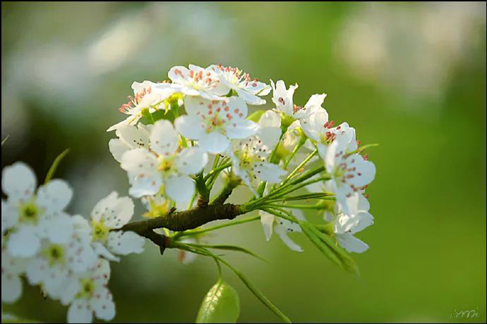 【春天，广西桂林灌阳县向您发出邀请！】我们在灌阳看梨花 - 游山玩水 - 铜川生活社区 - 铜川28生活网 tc.28life.net