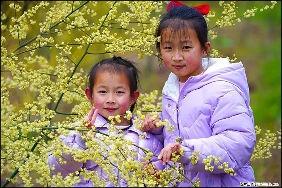 【春天，广西桂林灌阳县向您发出邀请！】米珠山前有片山苍子花在飘香 - 游山玩水 - 铜川生活社区 - 铜川28生活网 tc.28life.net