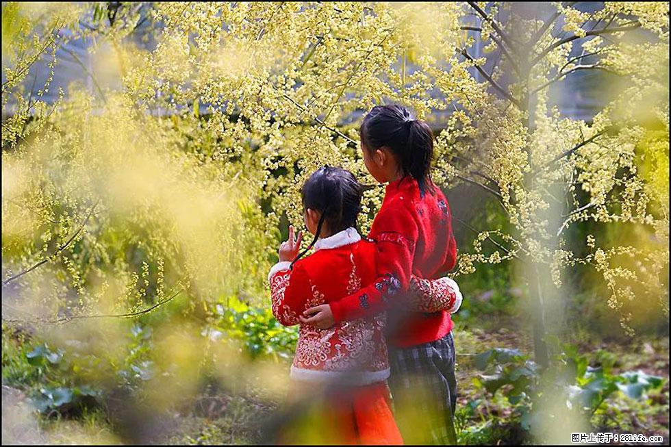 【春天，广西桂林灌阳县向您发出邀请！】米珠山前有片山苍子花在飘香 - 游山玩水 - 铜川生活社区 - 铜川28生活网 tc.28life.net