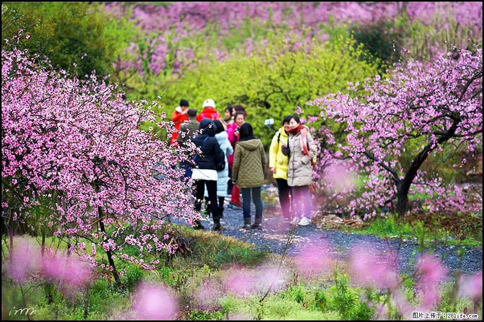 【春天，广西桂林灌阳县向您发出邀请！】官庄村有个醉美的桃花园 - 游山玩水 - 铜川生活社区 - 铜川28生活网 tc.28life.net