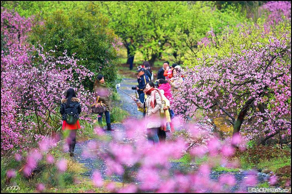 【春天，广西桂林灌阳县向您发出邀请！】官庄村有个醉美的桃花园 - 游山玩水 - 铜川生活社区 - 铜川28生活网 tc.28life.net