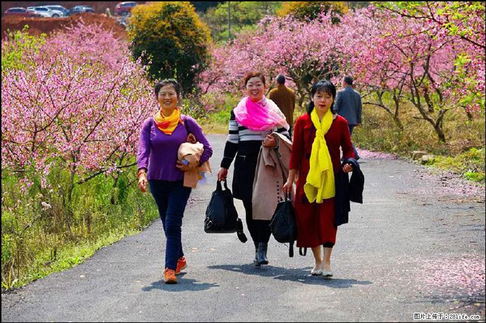 【春天，广西桂林灌阳县向您发出邀请！】官庄村有个醉美的桃花园 - 游山玩水 - 铜川生活社区 - 铜川28生活网 tc.28life.net