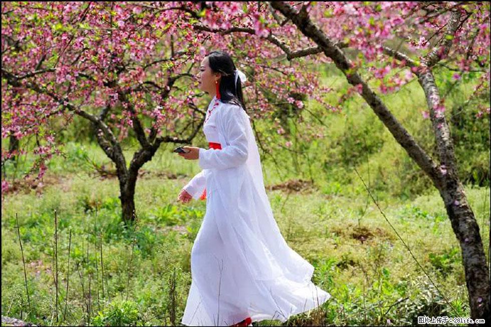 【春天，广西桂林灌阳县向您发出邀请！】官庄村有个醉美的桃花园 - 游山玩水 - 铜川生活社区 - 铜川28生活网 tc.28life.net