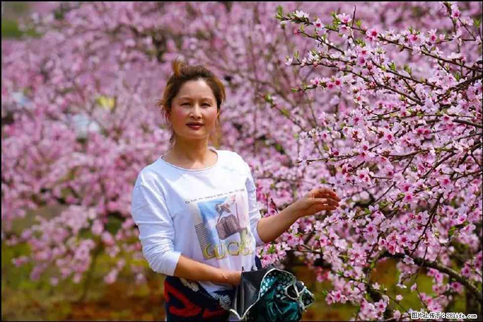 【春天，广西桂林灌阳县向您发出邀请！】官庄村有个醉美的桃花园 - 游山玩水 - 铜川生活社区 - 铜川28生活网 tc.28life.net