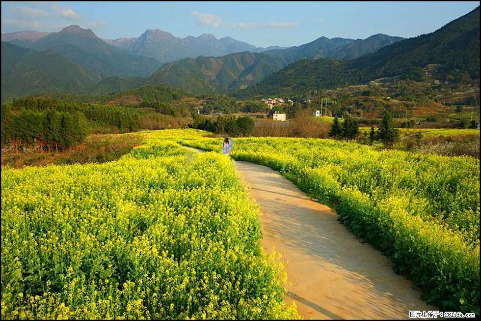 【春天，广西桂林灌阳县向您发出邀请！】长坪村油菜盛情花开 - 游山玩水 - 铜川生活社区 - 铜川28生活网 tc.28life.net