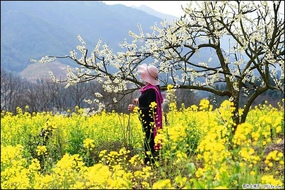 【春天，广西桂林灌阳县向您发出邀请！】长坪村油菜盛情花开 - 游山玩水 - 铜川生活社区 - 铜川28生活网 tc.28life.net