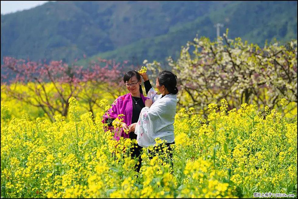 【春天，广西桂林灌阳县向您发出邀请！】长坪村油菜盛情花开 - 游山玩水 - 铜川生活社区 - 铜川28生活网 tc.28life.net