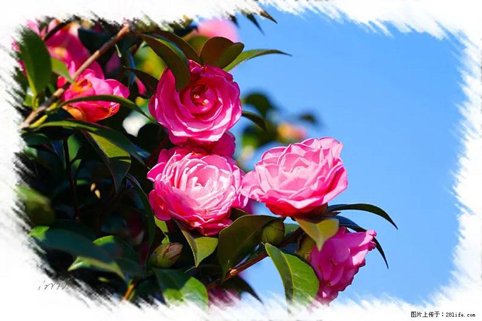 【春天，广西桂林灌阳县向您发出邀请！】杨柳井茶花惹人爱 - 游山玩水 - 铜川生活社区 - 铜川28生活网 tc.28life.net