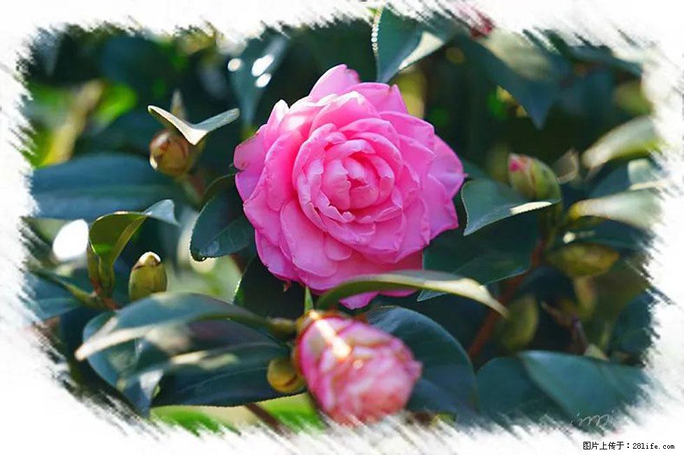 【春天，广西桂林灌阳县向您发出邀请！】杨柳井茶花惹人爱 - 游山玩水 - 铜川生活社区 - 铜川28生活网 tc.28life.net