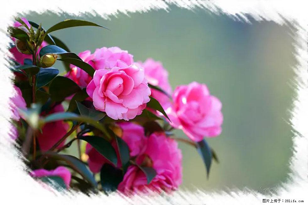 【春天，广西桂林灌阳县向您发出邀请！】杨柳井茶花惹人爱 - 游山玩水 - 铜川生活社区 - 铜川28生活网 tc.28life.net