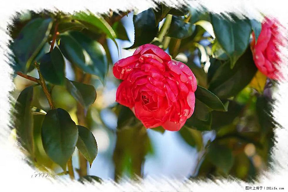 【春天，广西桂林灌阳县向您发出邀请！】杨柳井茶花惹人爱 - 游山玩水 - 铜川生活社区 - 铜川28生活网 tc.28life.net