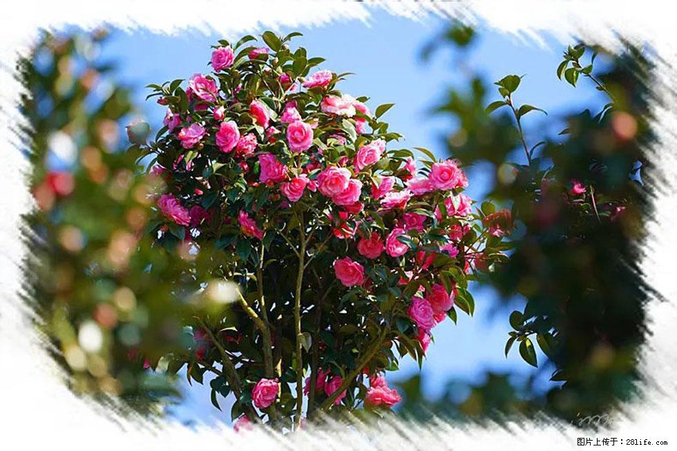 【春天，广西桂林灌阳县向您发出邀请！】杨柳井茶花惹人爱 - 游山玩水 - 铜川生活社区 - 铜川28生活网 tc.28life.net