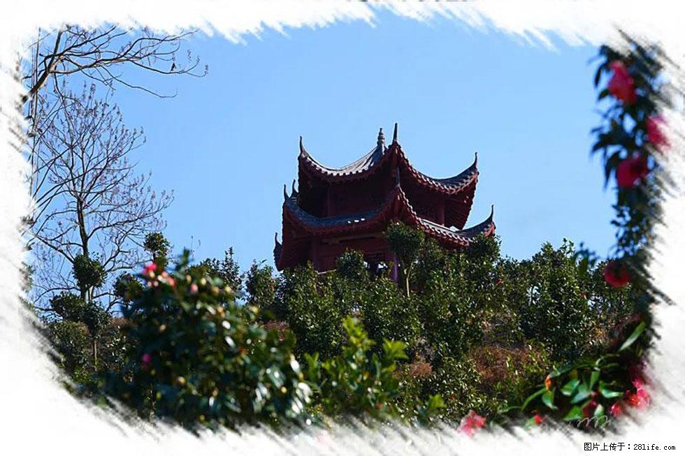 【春天，广西桂林灌阳县向您发出邀请！】杨柳井茶花惹人爱 - 游山玩水 - 铜川生活社区 - 铜川28生活网 tc.28life.net