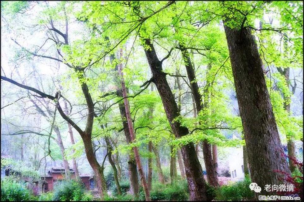 【春天,广西桂林灌阳县向您发出邀请!】在小龙村与春天约会 - 游山玩水 - 铜川生活社区 - 铜川28生活网 tc.28life.net