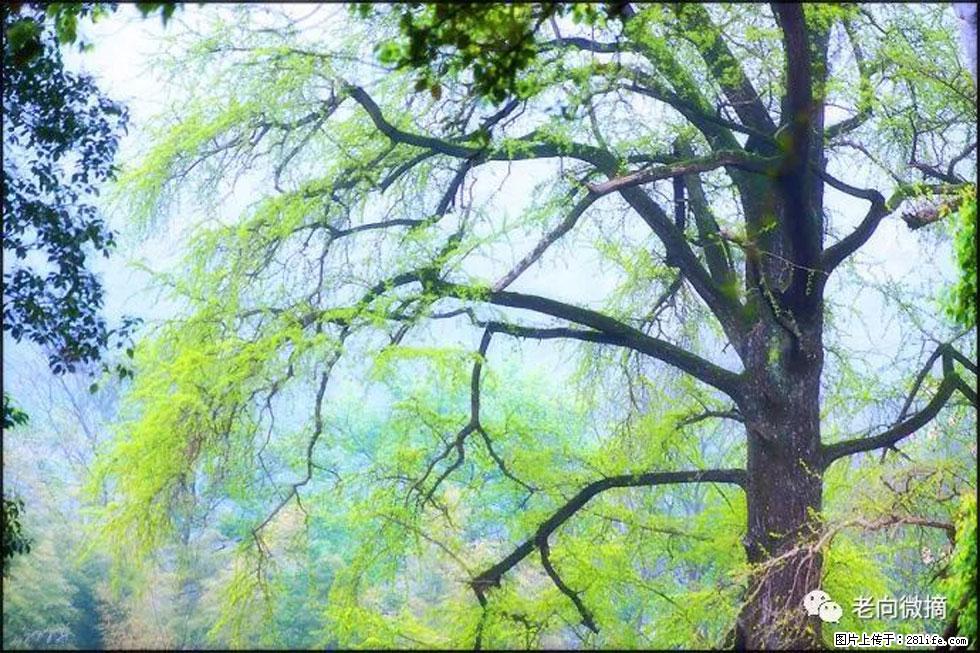 【春天,广西桂林灌阳县向您发出邀请!】在小龙村与春天约会 - 游山玩水 - 铜川生活社区 - 铜川28生活网 tc.28life.net
