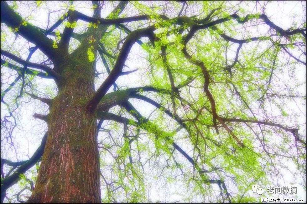 【春天,广西桂林灌阳县向您发出邀请!】在小龙村与春天约会 - 游山玩水 - 铜川生活社区 - 铜川28生活网 tc.28life.net