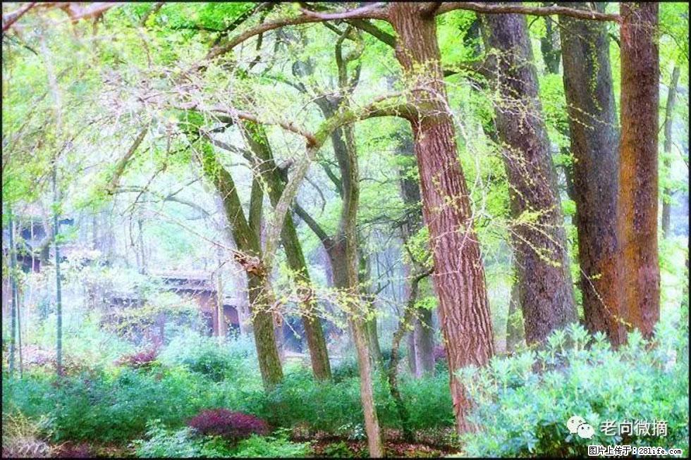【春天,广西桂林灌阳县向您发出邀请!】在小龙村与春天约会 - 游山玩水 - 铜川生活社区 - 铜川28生活网 tc.28life.net