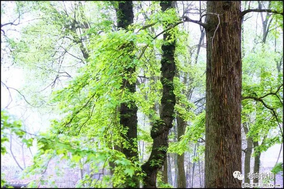 【春天,广西桂林灌阳县向您发出邀请!】在小龙村与春天约会 - 游山玩水 - 铜川生活社区 - 铜川28生活网 tc.28life.net