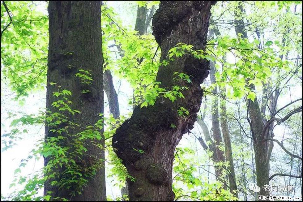 【春天,广西桂林灌阳县向您发出邀请!】在小龙村与春天约会 - 游山玩水 - 铜川生活社区 - 铜川28生活网 tc.28life.net