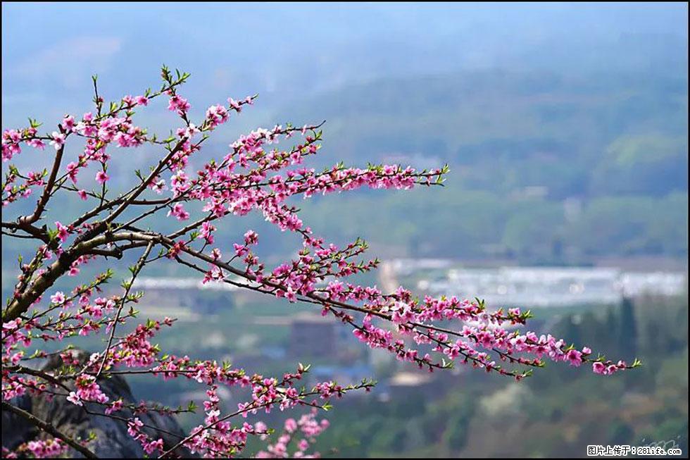 【春天，广西桂林灌阳县向您发出邀请！】望月岭上桃花开 - 游山玩水 - 铜川生活社区 - 铜川28生活网 tc.28life.net