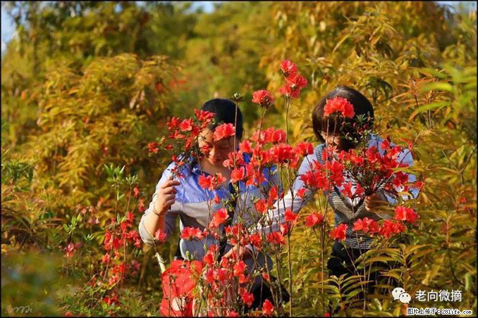 【春天，广西桂林灌阳县向您发出邀请！】登麒麟山，相约映山红 - 游山玩水 - 铜川生活社区 - 铜川28生活网 tc.28life.net