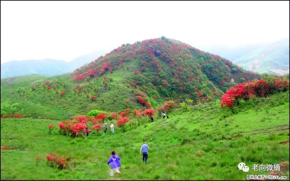 【春天，广西桂林灌阳县向您发出邀请！】宝盖山上映山红 - 游山玩水 - 铜川生活社区 - 铜川28生活网 tc.28life.net