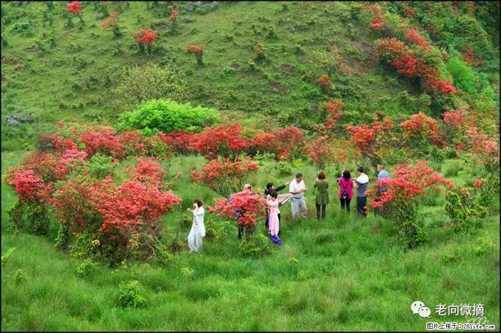 【春天，广西桂林灌阳县向您发出邀请！】宝盖山上映山红 - 游山玩水 - 铜川生活社区 - 铜川28生活网 tc.28life.net