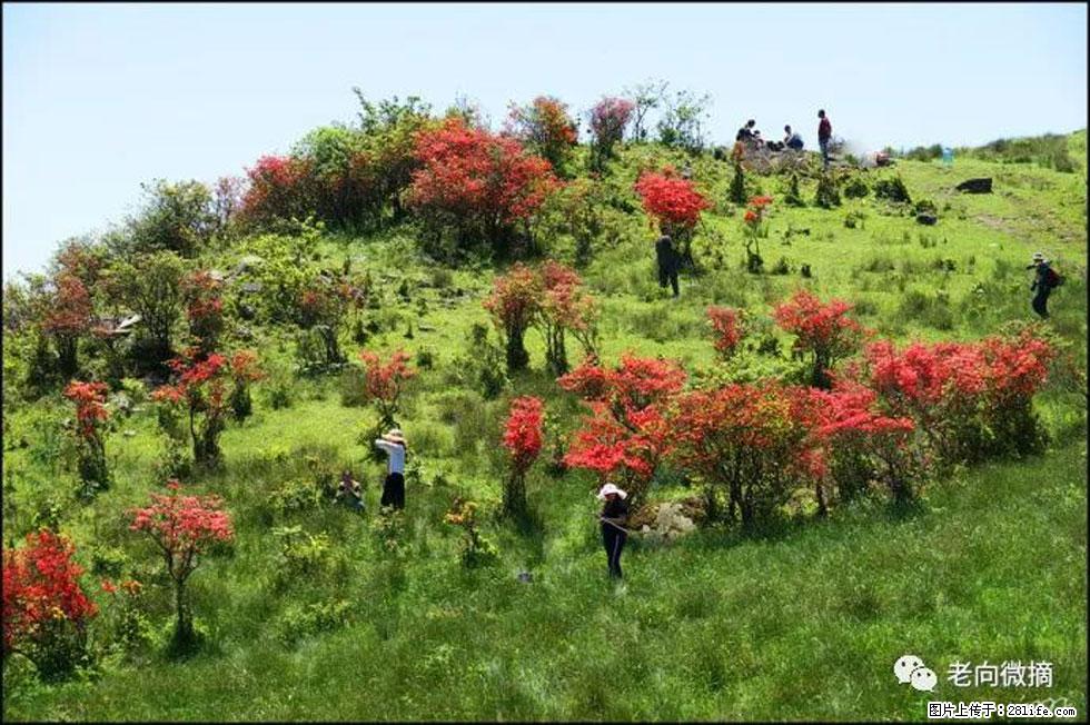 【春天，广西桂林灌阳县向您发出邀请！】宝盖山上映山红 - 游山玩水 - 铜川生活社区 - 铜川28生活网 tc.28life.net