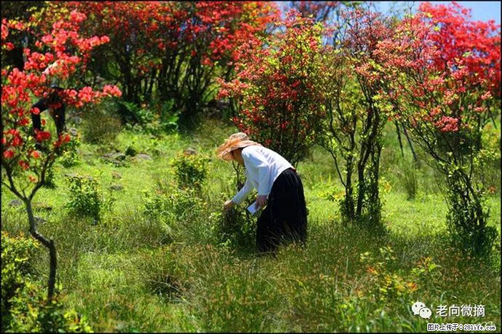 【春天，广西桂林灌阳县向您发出邀请！】宝盖山上映山红 - 游山玩水 - 铜川生活社区 - 铜川28生活网 tc.28life.net