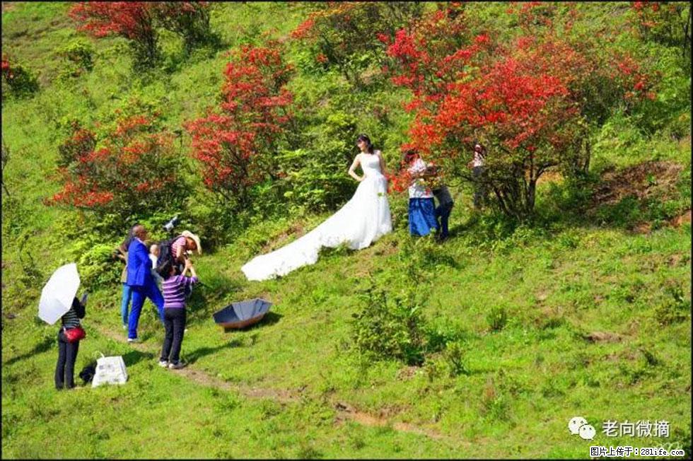 【春天，广西桂林灌阳县向您发出邀请！】宝盖山上映山红 - 游山玩水 - 铜川生活社区 - 铜川28生活网 tc.28life.net