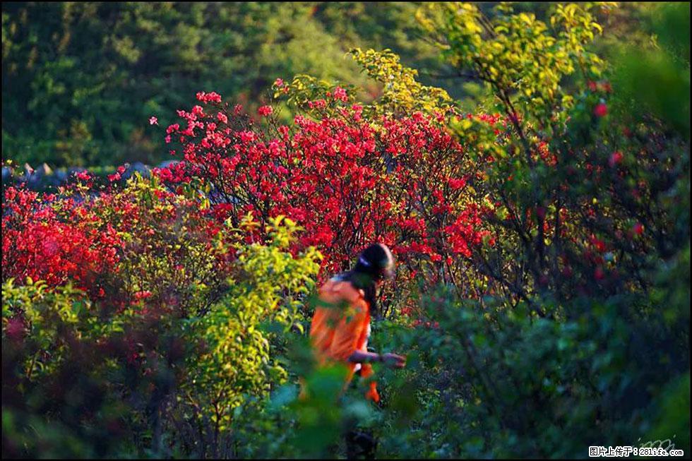 【春天，广西桂林灌阳县向您发出邀请！】春木界上映山红 - 游山玩水 - 铜川生活社区 - 铜川28生活网 tc.28life.net