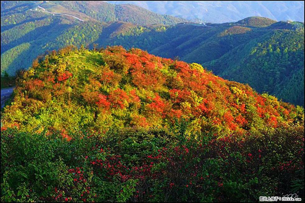 【春天，广西桂林灌阳县向您发出邀请！】春木界上映山红 - 游山玩水 - 铜川生活社区 - 铜川28生活网 tc.28life.net