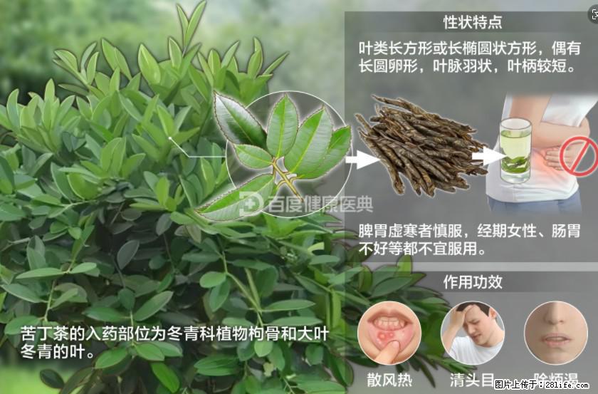 苦丁茶有哪些功效和作用 - 生活百科 - 铜川生活社区 - 铜川28生活网 tc.28life.net