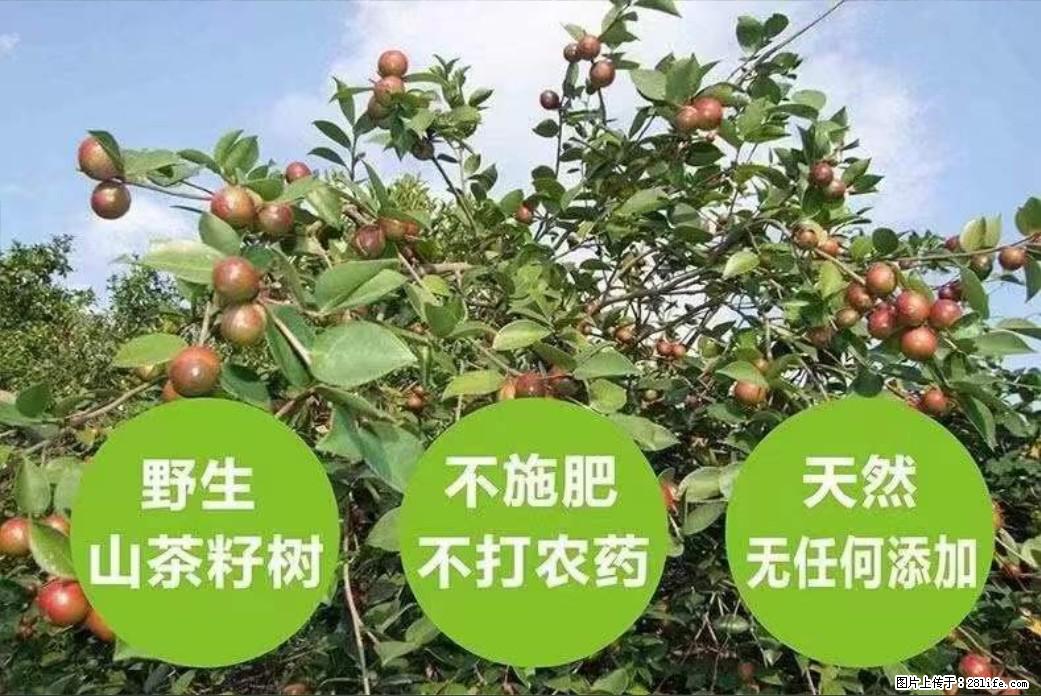 【灌阳县油茶产业示范区】一个有着充实的精神生活的人，对待身外之物自会有一种淡泊的态度 - 土特产 - 饮食特产 - 铜川分类信息 - 铜川28生活网 tc.28life.net