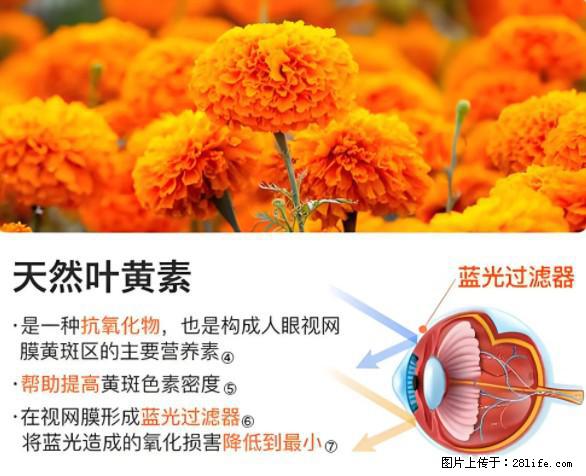 叶黄素有什么功效和作用 - 生活百科 - 铜川生活社区 - 铜川28生活网 tc.28life.net
