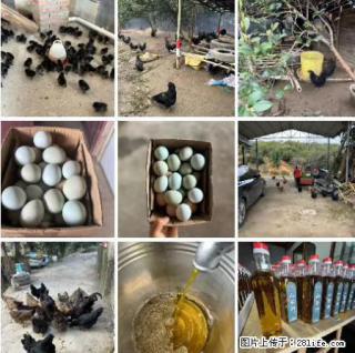 油茶园从小鸡仔开始养起的纯土鸡、土鸡蛋可以预定啦！还有前几天刚榨的纯山茶油哦 - 铜川28生活网 tc.28life.net