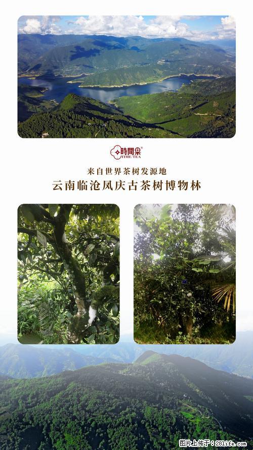 时间果百年古树2025年春红茶 - 购物交流 - 铜川生活社区 - 铜川28生活网 tc.28life.net