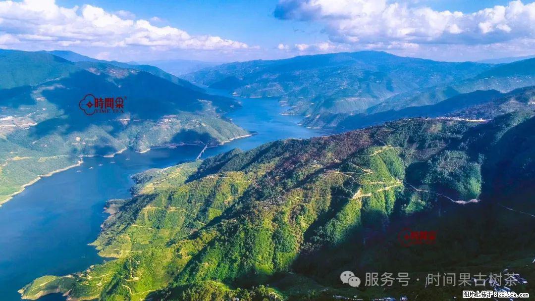 时间果百年古树龙珠普洱生茶 - 购物交流 - 铜川生活社区 - 铜川28生活网 tc.28life.net