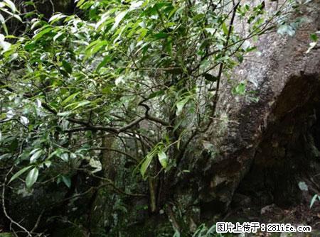 平乐石崖茶,珍贵仅次于金花茶 - 铜川生活资讯 - 铜川28生活网 tc.28life.net