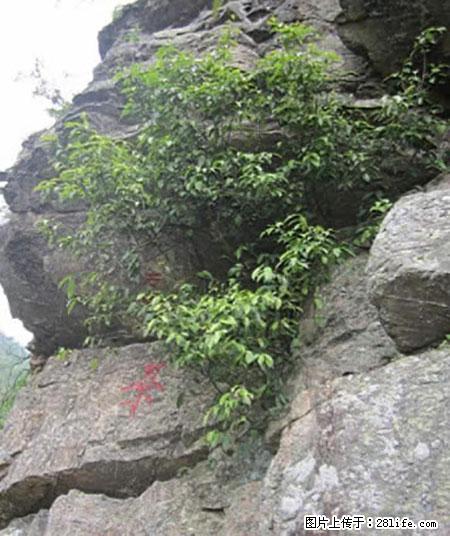 平乐石崖茶,珍贵仅次于金花茶 - 铜川生活资讯 - 铜川28生活网 tc.28life.net