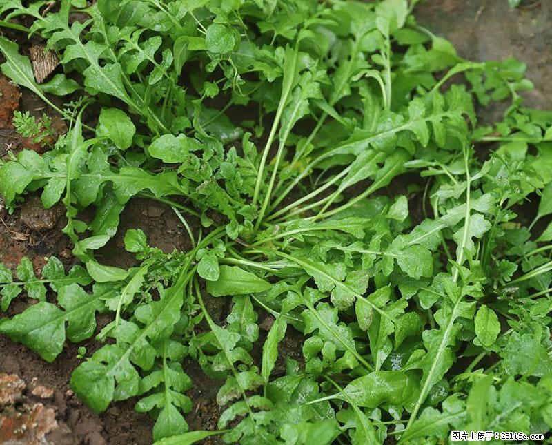 这些蔬菜是“天然钙片”，这6种被医生重点推荐 - 铜川生活资讯 - 铜川28生活网 tc.28life.net