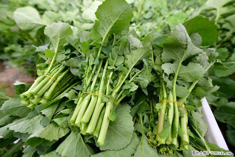这些蔬菜是“天然钙片”，这6种被医生重点推荐 - 铜川生活资讯 - 铜川28生活网 tc.28life.net